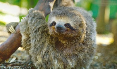 ブラジルの動植物 遥かなるブラジル 地球の反対側から日本人に伝えたい１００のこと Br ブラジル熊本県文化交流協会 赤木数成 Kazunari Akaki